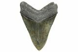Fossil Megalodon Tooth - Massive SC River Meg #353103-2